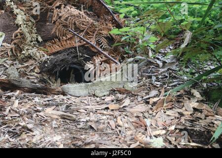 Tuatara (Sphenodon) at the Mount Bruce wildlife Sanctuary, Masterton, New Zealand Stock Photo