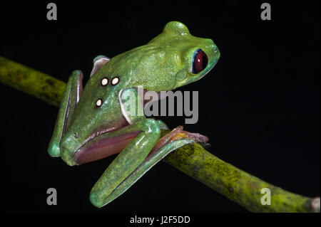 Gliding Leaf Frog (Agalychnis spurrelli) Captive, Choco Region of northwest Ecuador. Threatened species due to habitat loss. Stock Photo