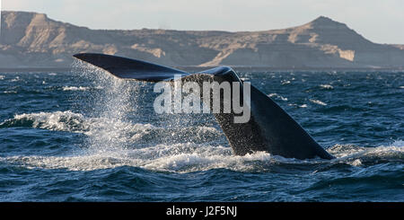 Southern Right Whale (Eubalaena australis) diving near the coast at Peninsula Valdes Argentina Stock Photo
