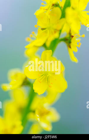 Agrimony (Agrimonia eupatoria) Stock Photo
