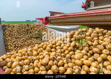 harvesting early potatoes in the Netherlands Stock Photo