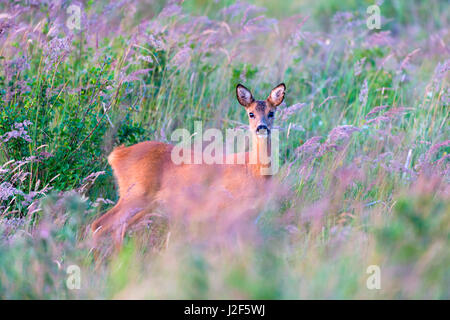 roe deer in dune grassland Stock Photo