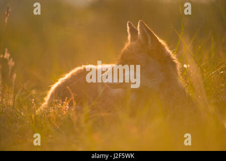 fox in Dutch dune landscape during summer Stock Photo