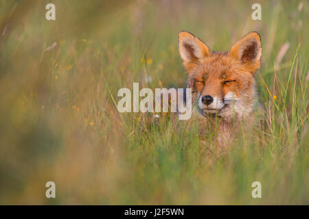 fox in Dutch dune landscape during summer Stock Photo