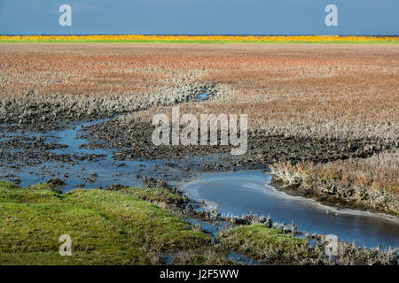 In autumn salicornia in the Wadden Sea colours yellow, orange and red. Stock Photo