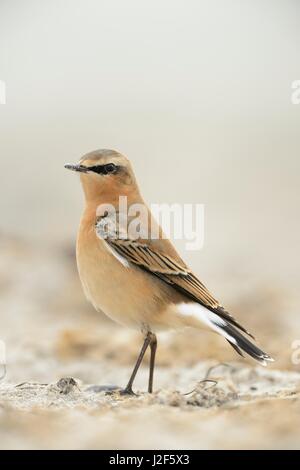 First winter male Greenland Wheatear foraging on beach of DÃ¼ne during autumn migration Stock Photo