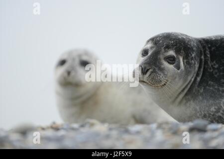 Harbor Seal on the shore of DÃ¼ne Stock Photo