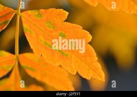 Golden-Rain tree in autumn colors Stock Photo