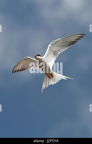 Common tern in flight at the waddensea Stock Photo