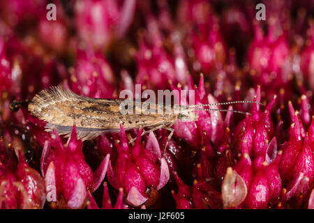 Unusual dark colour morph of the Diamond-back Moth (Plutella xylostella) Stock Photo