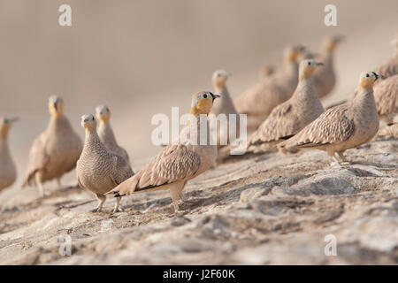 Flock of Crowned Sandgrouse (Pterocles Coronatus) on a stone wall Stock Photo