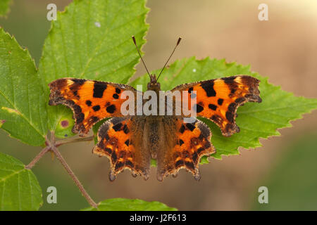 comma butterfly on a leaf Stock Photo