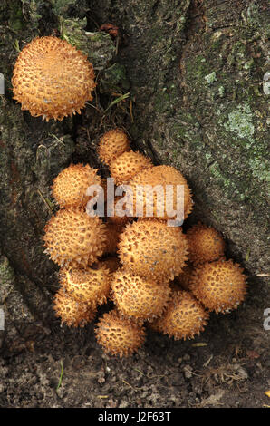 Shaggy Scalycap (Pholiota squarrosa) at the foot of Japanese cherry Stock Photo