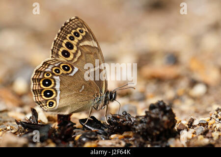 Woodland Brown (Lopinga achine) collecting minerals on forest path Stock Photo