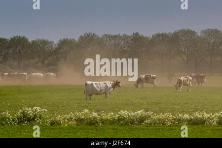 After a prolonged period of drought cattle produces clouds of dust Stock Photo