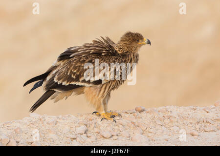 Imperial Eagle sitting on a rock Stock Photo