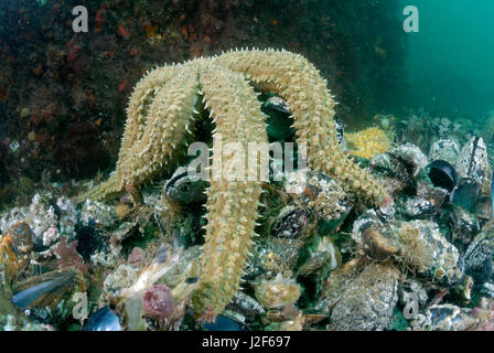 The Spiny Starfish (Marthasterias glacialis) lives in seas with moderate temperatures and eats shellfish. Stock Photo