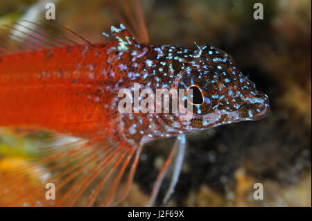 The black headed blenny lives in shallow waters of southern England to the Mediterranean sea. The male is strikingly colored. Stock Photo