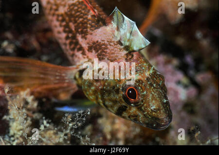 The black headed blenny lives in shallow waters of southern England to the Mediterranean sea. The male is strikingly colored. Stock Photo