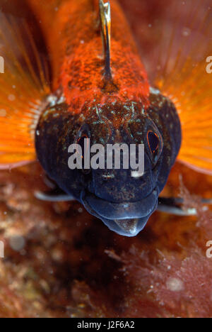 The black headed blenny lives in shallow waters from southern England to the Mediterranean sea. The male is strikingly colored. Stock Photo