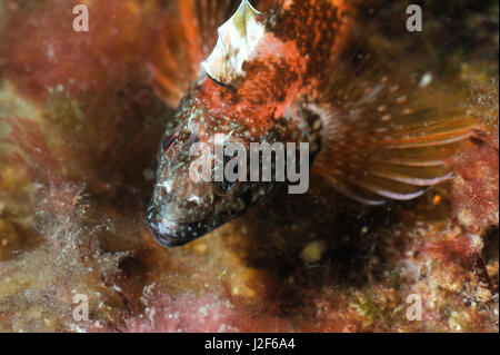 The black headed blenny lives in shallow waters of southern England to the Mediterranean sea. The male is strikingly colored. Stock Photo