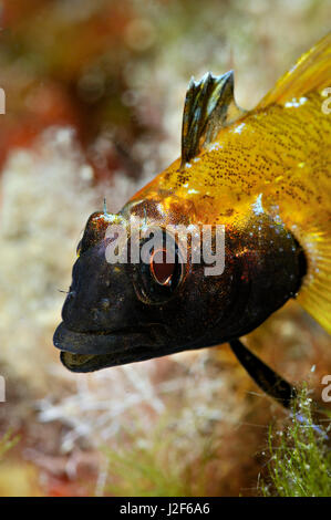 The black headed blenny lives in shallow waters from southern England to the Mediterranean sea. The male is strikingly colored. Stock Photo