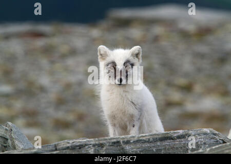Arctic Fox (Vulpes lagopus) Stock Photo