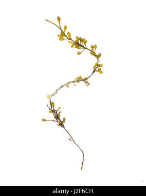 Ascophyllum nodosum (Rockweed or Knotted Wrack); Bracy Cove, Maine Stock Photo