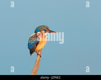 Malachite Kingfisher sitting on a branch Stock Photo