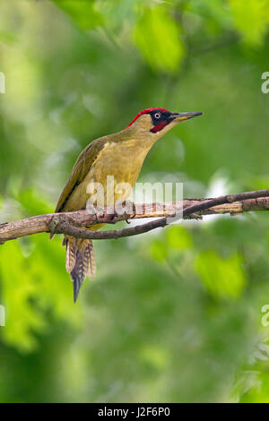 European Green Woodpecker (Picus viridis) male Stock Photo