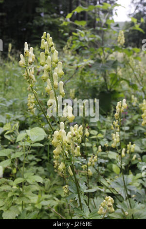 wolfsbane is a very poisonous plant Stock Photo
