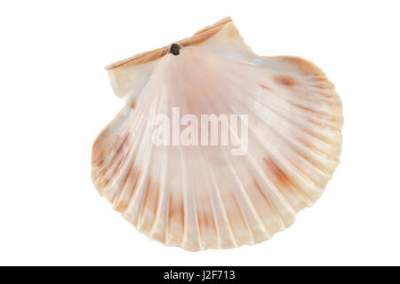 great scallop shell isolated against a white background Stock Photo