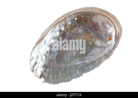 abalone shell isolated against a white background Stock Photo