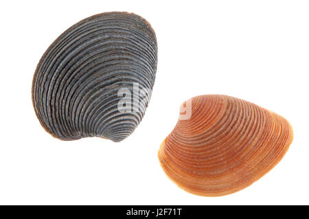 striped venus isolated against a white background Stock Photo