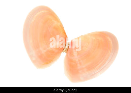 thin tellin isolated against a white background Stock Photo