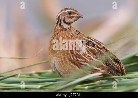 Common Quail; Coturnix coturnix Stock Photo