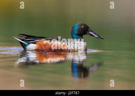 Swimming male Northern Shoveler; Anas clypeata Stock Photo