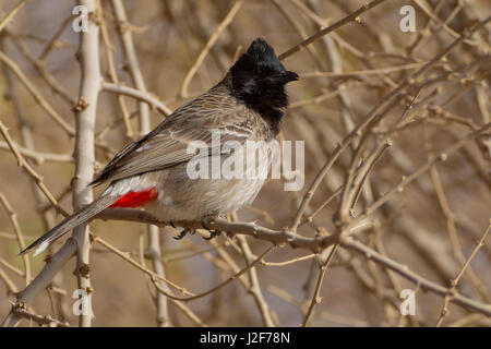 Red-vented Bulbul (Pycnonotus cafer) Stock Photo