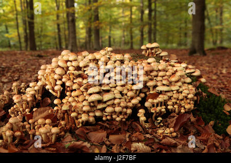 Psilocybe sublateritia (Red Sulpher Tuft) in a beech forest. Stock Photo