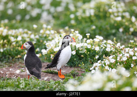 Two Atlantic puffins are surrounded by white campion flowers in their breeding colony on the Farne Islands, England Stock Photo