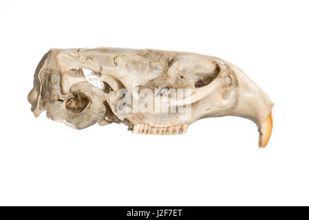 Skull of common vole in lateral view Stock Photo
