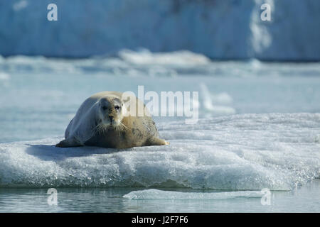 A Bearded Seal resting on an ice floe in front of a glacier Stock Photo