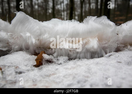 frost beard or hair ice in combination with snow Stock Photo