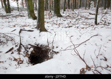 in freshly fallen snow are no traces of the badgers, The holes are at that time all open Stock Photo
