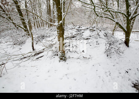 A beaver lodge covered by snow Stock Photo