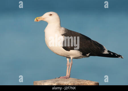 Adult Great Black-backed Gull in winterplumage Stock Photo