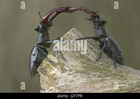 Two fighting male stag beetles Stock Photo