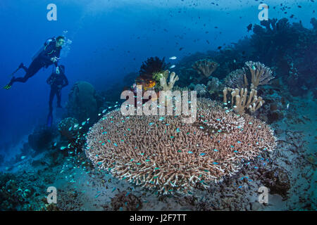 Female scuba diver swims over Acorpora table coral populated with colorful damsel and chromis fish. Bunaken Island, Indonesia. Stock Photo