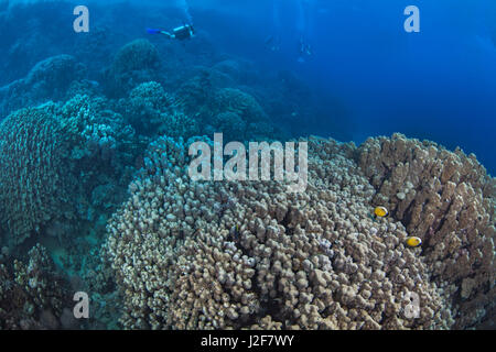 Scuba diver seemingly flies over mountainous corals in the Red Sea off the coast of Southern Egypt. Stock Photo