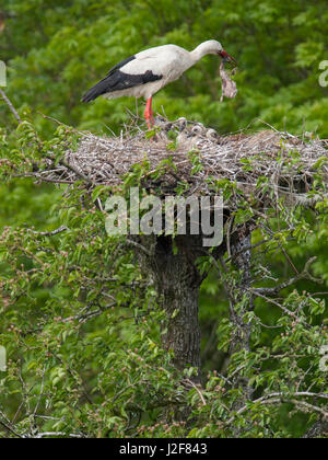 White Stork with two juveniles on nest. Parents tries eating its own dead chick. Europe Stock Photo